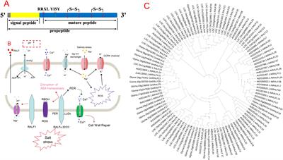 RALF proteins—a monitoring hub for regulating salinity tolerance in plants